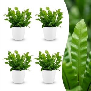 Asplenium Crispy Wave – Asplenium Crispy Wave – 4 Pflanzen – mit weißem Topf