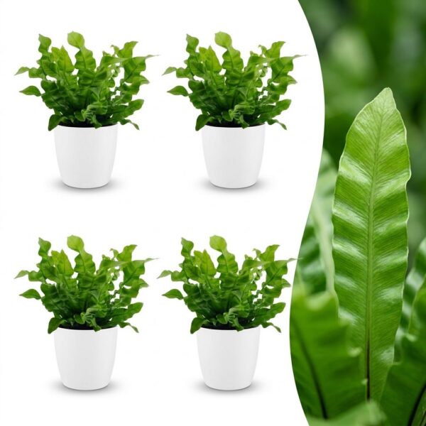 c5a56a14310f47c8a9688325bdbe1660c19fd0140812491185dbc4e70da29363.jpg Asplenium Crispy Wave – Asplenium Crispy Wave – 4 Pflanzen – mit weißem Topf