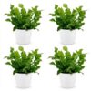f6aa93b1c9cf46359dda0bccd4143c45fa968aa955d148b3ad4fd0799fcc58bf.jpg Asplenium Crispy Wave – Asplenium Crispy Wave – 4 Pflanzen – mit weißem Topf