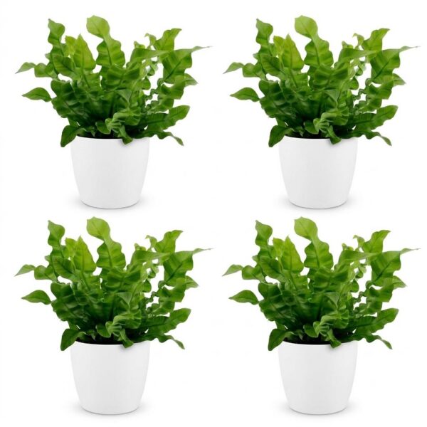 f6aa93b1c9cf46359dda0bccd4143c45fa968aa955d148b3ad4fd0799fcc58bf.jpg Asplenium Crispy Wave – Asplenium Crispy Wave – 4 Pflanzen – mit weißem Topf