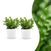 038fc90214784b699946891f6d300da93b5f05bb5bb9447ba3ccee6fe1710a12.jpg Asplenium Crispy Wave – Asplenium Crispy Wave – 2 Pflanzen – mit weißem Topf