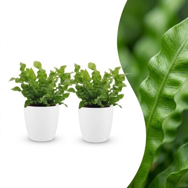 038fc90214784b699946891f6d300da93b5f05bb5bb9447ba3ccee6fe1710a12.jpg Asplenium Crispy Wave – Asplenium Crispy Wave – 2 Pflanzen – mit weißem Topf
