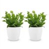 7a6d69a0390248d984906ee394b124205a7d8005c00c4cb4833ff91b68a0e7d4.jpg Asplenium Crispy Wave – Asplenium Crispy Wave – 2 Pflanzen – mit weißem Topf
