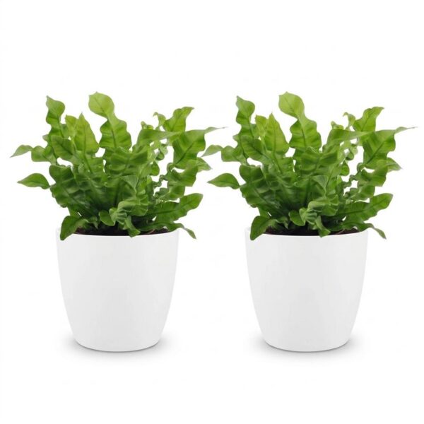 7a6d69a0390248d984906ee394b124205a7d8005c00c4cb4833ff91b68a0e7d4.jpg Asplenium Crispy Wave – Asplenium Crispy Wave – 2 Pflanzen – mit weißem Topf