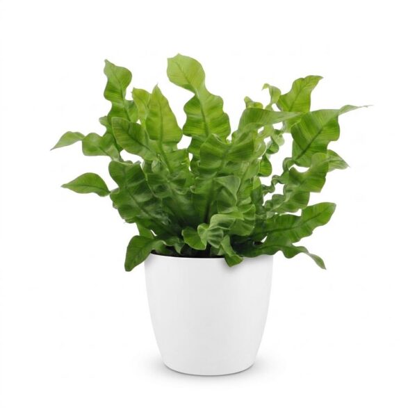 32bc2cd3ea324a9f9d4e329d008c3825c445f81fa1e744da912cca2489196bae.jpg Asplenium Crispy Wave – Asplenium Crispy Wave – mit Potter Weiß