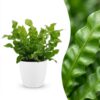 45d26c494db8408aa2f33c8e56d14ff8e117c289a48d445b912c7323836f9917.jpg Asplenium Crispy Wave – Asplenium Crispy Wave – mit Potter Weiß