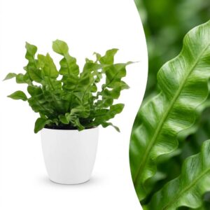 Asplenium Crispy Wave – Asplenium Crispy Wave – mit Potter Weiß