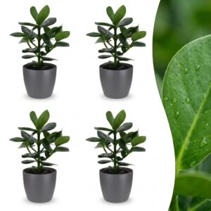 Clusia Princess – Clusia – 4 Pflanzen – mit grauem Topf