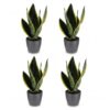 7e999ea08e7d422d83ea5670c9774faccc3f57ae58a9473fb3e4cb5a6b0b582d.jpg Sansevieria Future Superb – Frauenzunge – 4 Pflanzen – mit grauem Topf