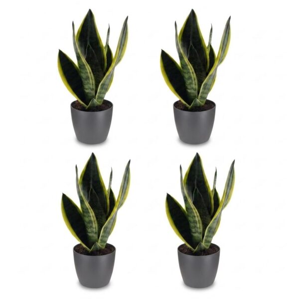 7e999ea08e7d422d83ea5670c9774faccc3f57ae58a9473fb3e4cb5a6b0b582d.jpg Sansevieria Future Superb – Frauenzunge – 4 Pflanzen – mit grauem Topf
