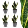 8ed2fac16be74a6c90d650bacb5aa715ee178587a9894de98fc53882b2348ccd.jpg Sansevieria Future Superb – Frauenzunge – 4 Pflanzen – mit grauem Topf