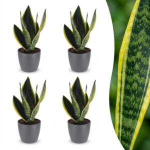 Sansevieria Future Superb – Frauenzunge – 4 Pflanzen – mit grauem Topf