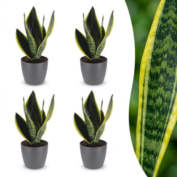 8ed2fac16be74a6c90d650bacb5aa715ee178587a9894de98fc53882b2348ccd.jpg Sansevieria Future Superb – Frauenzunge – 4 Pflanzen – mit grauem Topf