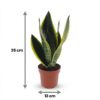 320485787acf4a34ba10eb7975b4a7c2eb0c19d854464ebfb9ca2f283411dc70.jpg Sansevieria Future Superb – Frauenzunge – 2 Pflanzen – mit grauem Topf