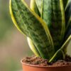 3cef9af976f7478fa93b3fb63ba1bf9b3c97f2ea74a0452694a75248a73bac9f.jpg Sansevieria Future Superb – Frauenzunge – 2 Pflanzen – mit grauem Topf