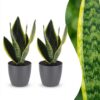 49bd0506b2cd41eda82a124cfa3fc1e640d5a70a21974c49a2743c684f071e11.jpg Sansevieria Future Superb – Frauenzunge – 2 Pflanzen – mit grauem Topf
