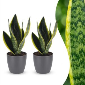 49bd0506b2cd41eda82a124cfa3fc1e640d5a70a21974c49a2743c684f071e11.jpg Sansevieria Future Superb – Frauenzunge – 2 Pflanzen – mit grauem Topf