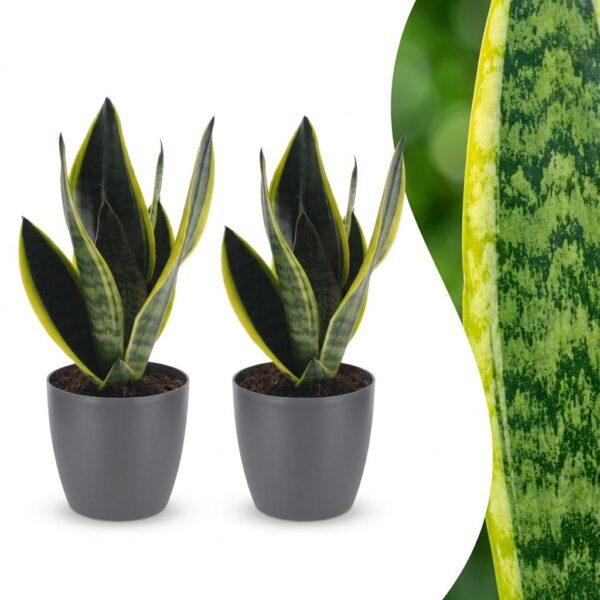 49bd0506b2cd41eda82a124cfa3fc1e640d5a70a21974c49a2743c684f071e11.jpg Sansevieria Future Superb – Frauenzunge – 2 Pflanzen – mit grauem Topf