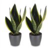 b9b9d74ccdc244f6b90575541fe6fd9d821c7bdb746c488cac55e439d6e70c92.jpg Sansevieria Future Superb – Frauenzunge – 2 Pflanzen – mit grauem Topf