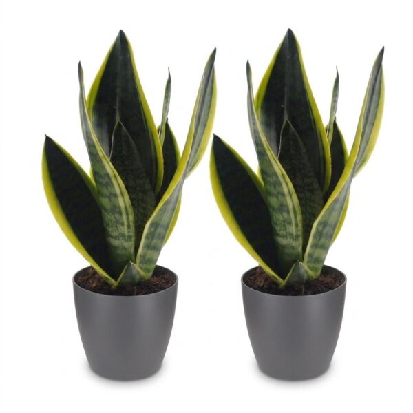 b9b9d74ccdc244f6b90575541fe6fd9d821c7bdb746c488cac55e439d6e70c92.jpg Sansevieria Future Superb – Frauenzunge – 2 Pflanzen – mit grauem Topf