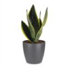 731cd117a100497abe7f66b20ebaec6a8ce5d93670a642efa5140fe347788d5b.jpg Sansevieria Future Superb – Frauenzunge – mit grauem Topf