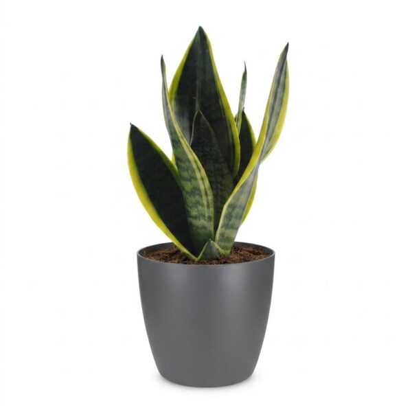 731cd117a100497abe7f66b20ebaec6a8ce5d93670a642efa5140fe347788d5b.jpg Sansevieria Future Superb – Frauenzunge – mit grauem Topf