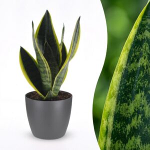8f2686945f64407299f2f11e08429e97d2a0ab7a8e56468487d6d530408d5914.jpg Sansevieria Future Superb – Frauenzunge – mit grauem Topf