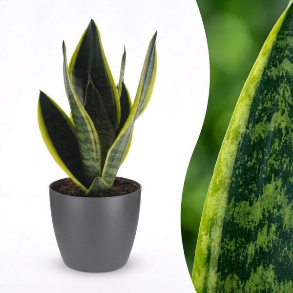 8f2686945f64407299f2f11e08429e97d2a0ab7a8e56468487d6d530408d5914.jpg Sansevieria Future Superb – Frauenzunge – mit grauem Topf