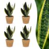 1aa842f28f454d90ba7718d3c000ee2916675afc625c46b983191b6168bcc8c0.jpg Sansevieria Future Superb – Frauenzunge – 4 Pflanzen – mit Korb