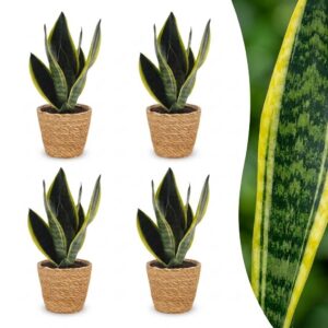 1aa842f28f454d90ba7718d3c000ee2916675afc625c46b983191b6168bcc8c0.jpg Sansevieria Future Superb – Frauenzunge – 4 Pflanzen – mit Korb