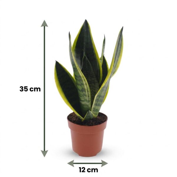56d09f6d749e49f99bcdb58dc76ec79a9b868ce692c844df997cbd60cf8867bc.jpg Sansevieria Future Superb – Frauenzunge – 4 Pflanzen – mit Korb