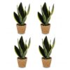 9e8d7d9dfc90445a8b031633800f0cab5dbe6905320f41c5b5eb45cdd19c2fd7.jpg Sansevieria Future Superb – Frauenzunge – 4 Pflanzen – mit Korb