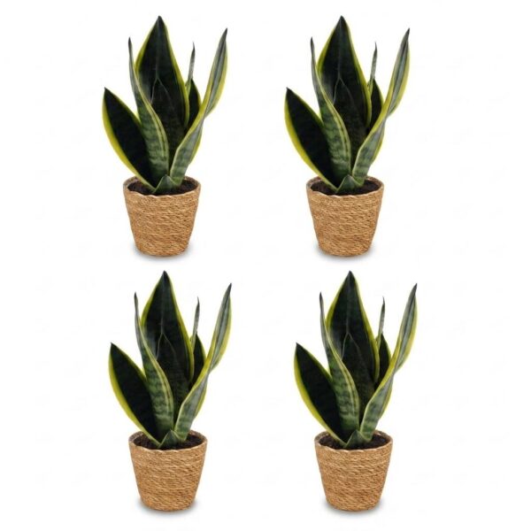 9e8d7d9dfc90445a8b031633800f0cab5dbe6905320f41c5b5eb45cdd19c2fd7.jpg Sansevieria Future Superb – Frauenzunge – 4 Pflanzen – mit Korb