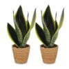 4478e19c2d954bb5adbba8603707f73a5a83040cc3994e40ab6b4aadad7ba752.jpg Sansevieria Future Superb – Frauenzunge – 2 Pflanzen – mit Korb
