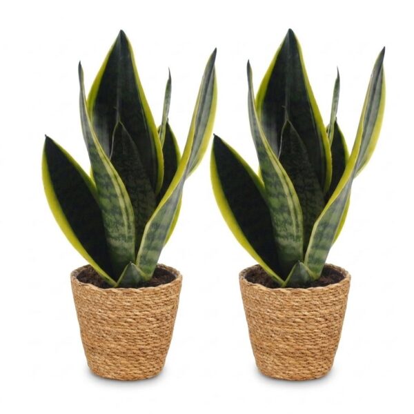 4478e19c2d954bb5adbba8603707f73a5a83040cc3994e40ab6b4aadad7ba752.jpg Sansevieria Future Superb – Frauenzunge – 2 Pflanzen – mit Korb