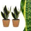 cc91ef668b4c4bdf85ebbdfcda68937c0904ceb8ae5e4641a5f1d02a7e2474cd.jpg Sansevieria Future Superb – Frauenzunge – 2 Pflanzen – mit Korb