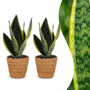 cc91ef668b4c4bdf85ebbdfcda68937c0904ceb8ae5e4641a5f1d02a7e2474cd.jpg Sansevieria Future Superb – Frauenzunge – 2 Pflanzen – mit Korb