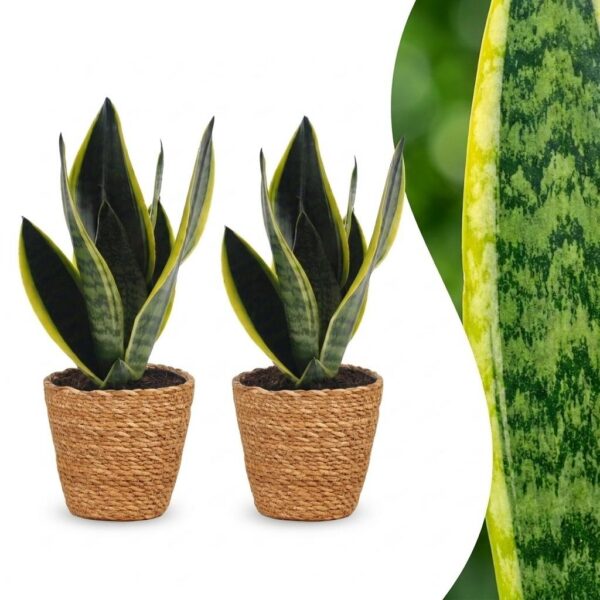 cc91ef668b4c4bdf85ebbdfcda68937c0904ceb8ae5e4641a5f1d02a7e2474cd.jpg Sansevieria Future Superb – Frauenzunge – 2 Pflanzen – mit Korb