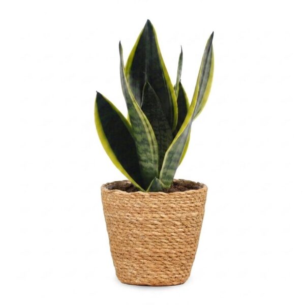 1ffcb2376fe54b57b57c75a1916cbdfa53a1e0bff95742bc98b215fa803fbf95.jpg Sansevieria Future Superb – Frauenzunge – mit Korb