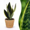 fc62ceebb5814a9ca48a5b0d6c5d5ff4b87abd8c7d084be0bca5f9c2bd92175e.jpg Sansevieria Future Superb – Frauenzunge – mit Korb