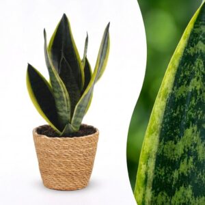 fc62ceebb5814a9ca48a5b0d6c5d5ff4b87abd8c7d084be0bca5f9c2bd92175e.jpg Sansevieria Future Superb – Frauenzunge – mit Korb