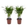 Areca Lutescens – Goldpalme – 2 Pflanzen