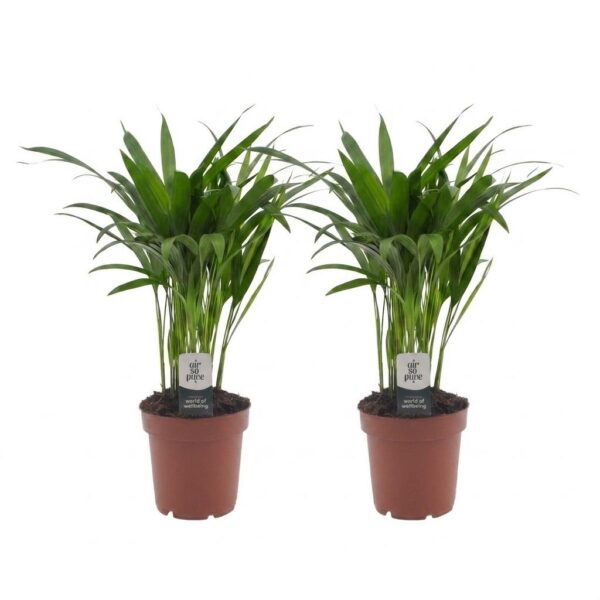 Areca Lutescens – Goldpalme – 2 Pflanzen