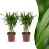 Areca Lutescens – Goldpalme – 2 Pflanzen