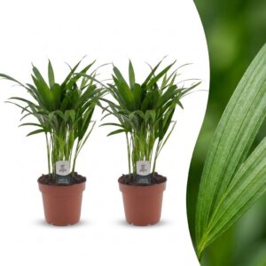 b105d3d723ed43bb972662fc41fc0b22c71a52b8be6842719ba4b1c0e086e244.jpg Areca Lutescens – Goldpalme – 2 Pflanzen