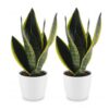 Sansevieria Future Superb – Frauenzunge – 2 Pflanzen – mit weißem Topf