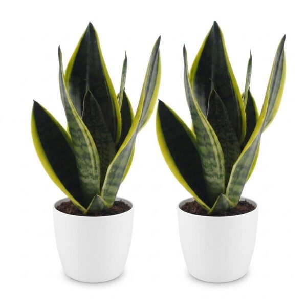 Sansevieria Future Superb – Frauenzunge – 2 Pflanzen – mit weißem Topf