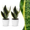 Sansevieria Future Superb – Frauenzunge – 2 Pflanzen – mit weißem Topf