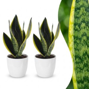 b92c3187562344dda88f6a9aef6c0dd82184144e6e0a4c79ba040fee3bec7822.jpg Sansevieria Future Superb – Frauenzunge – 2 Pflanzen – mit weißem Topf