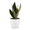 Sansevieria Future Superb – Frauenzunge – mit weißem Topf